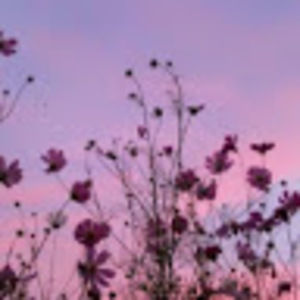 Meet your Posher, Colette